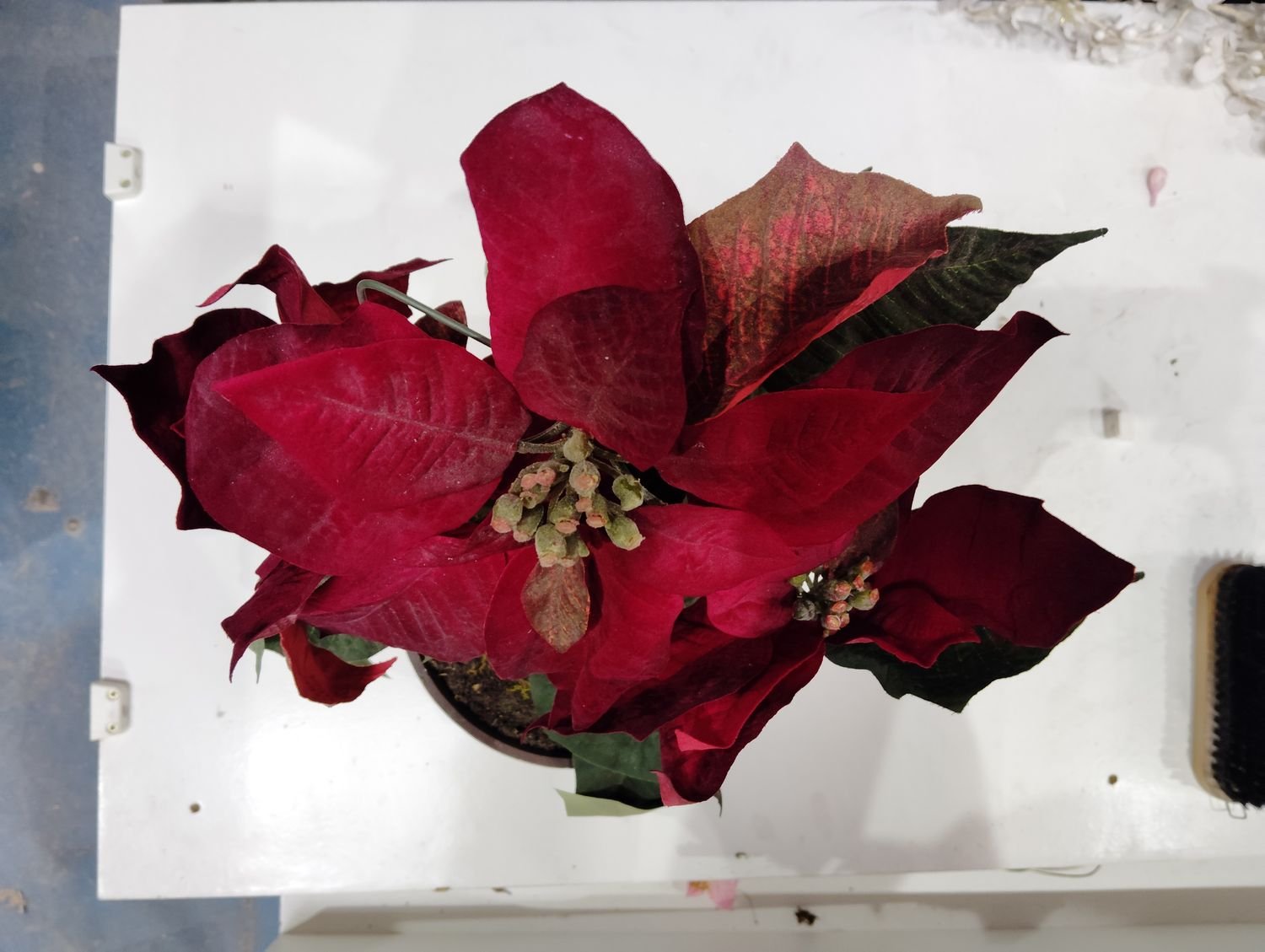 Maceta de flor roja grande - Imagen 3